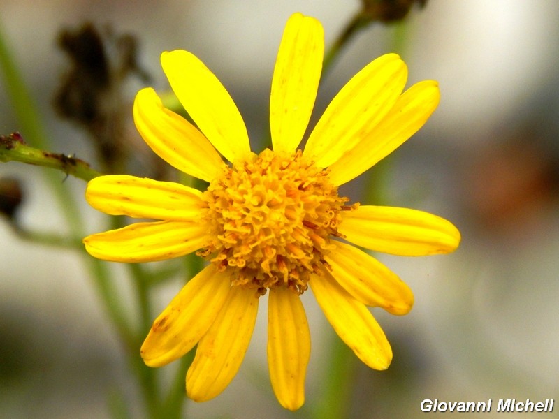 La vita in un fiore (Senecio inaequidens)